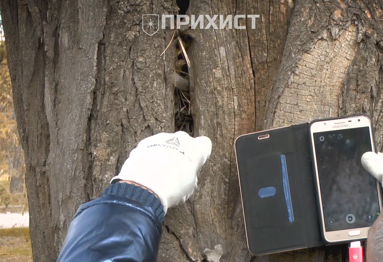 В Нікополь приїхав арборист | Прихист 