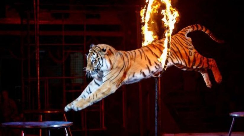 y062c9a9kd0hm7hlgwvpofk35hvphjff-825x460