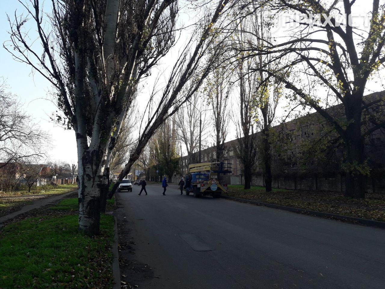 На улице Героев Чернобыля завалился старый тополь | Прихист На улице Героев Чернобыля завалился старый тополь | Прихист