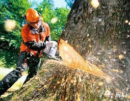В Никополе снова снесут более 100 деревьев | Прихист 