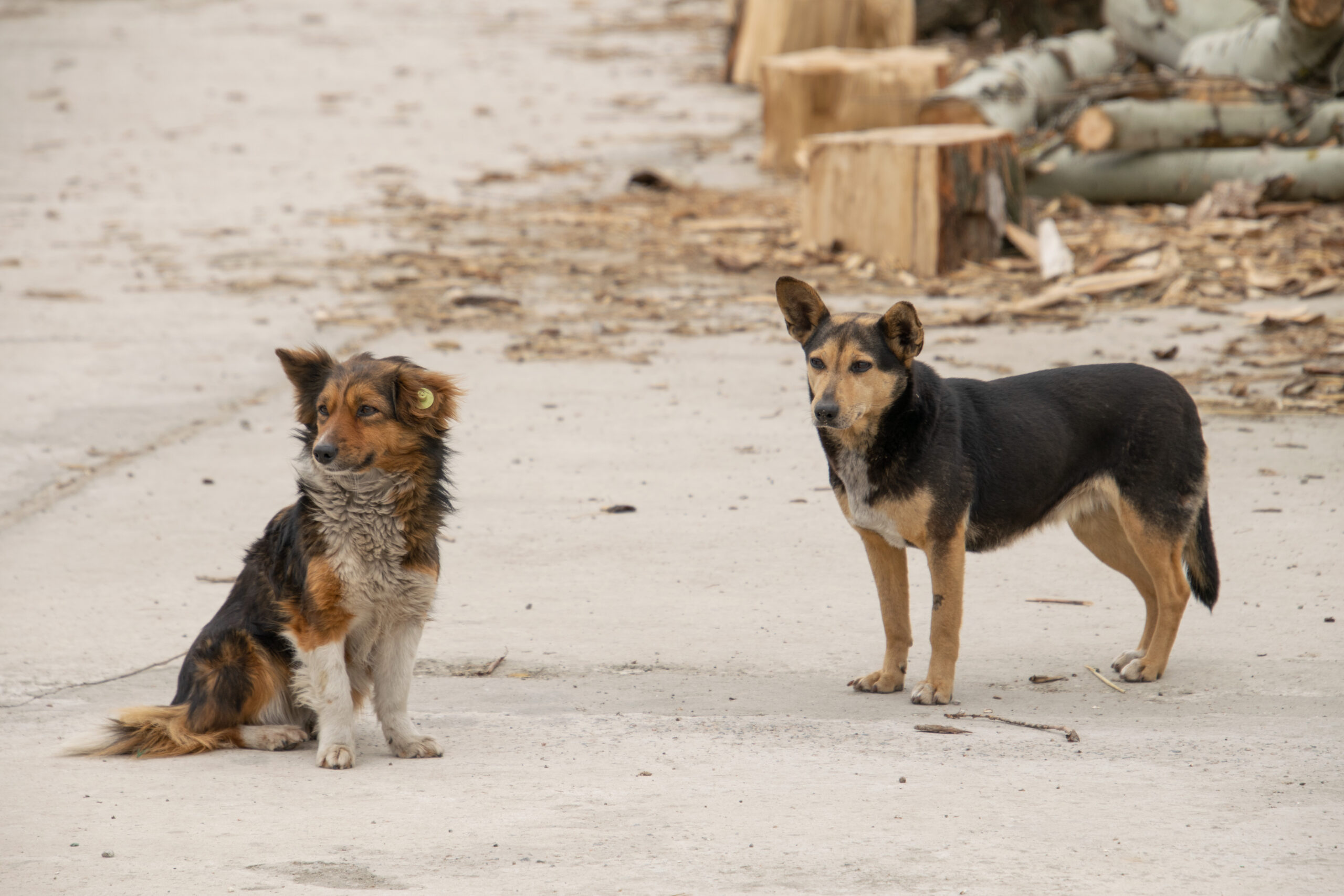 Поліція та учні завітали до притулку для тварин з подарунками | Прихист 
