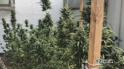 В Никополе отец с сыном вырастили конопли на 100 000 гривен | Прихист 