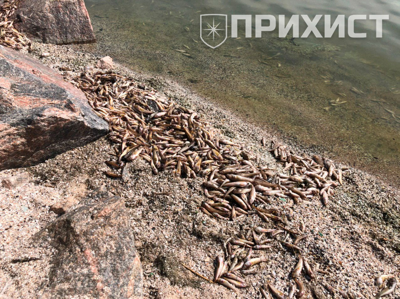 “В Никополе на каховском море”… повсплывали мертвые бычки | Прихист 