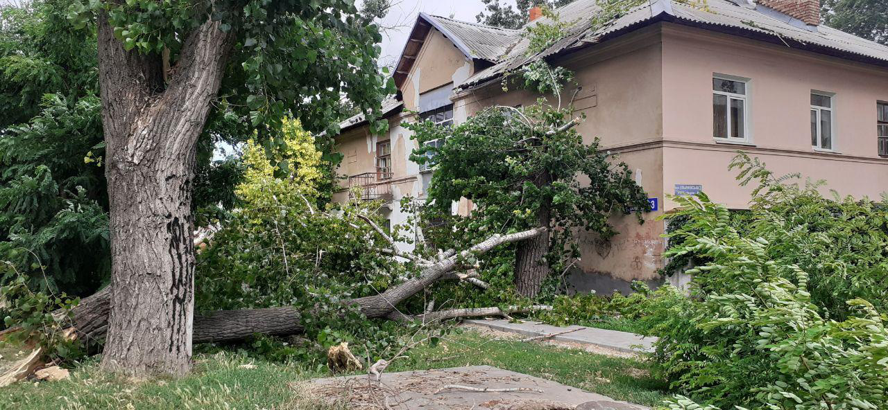 в Никополе от сильного ветра упало дерево и повредило дом | Прихист 