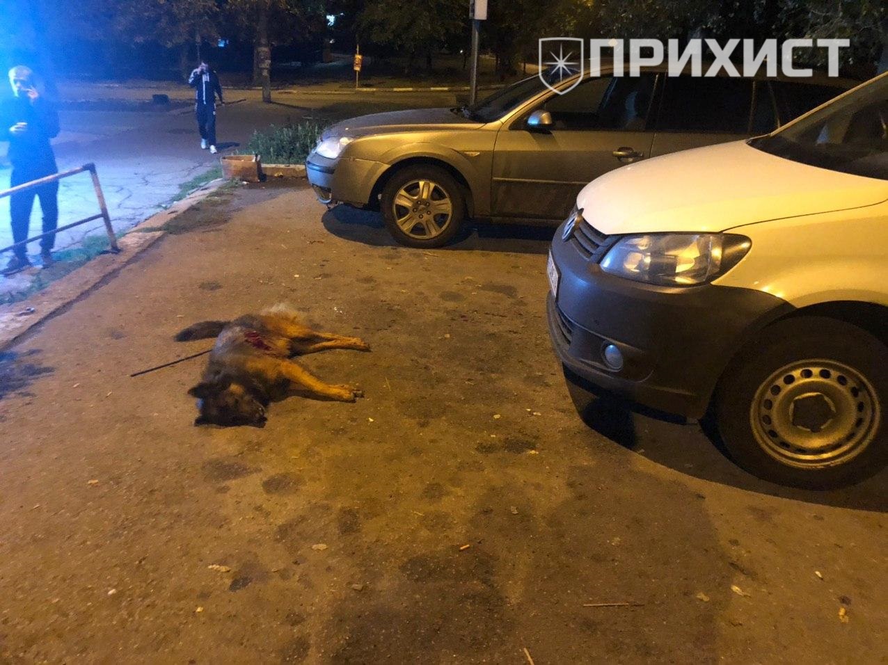 Субботнее убийство собаки: подробности от очевидцев | Прихист 