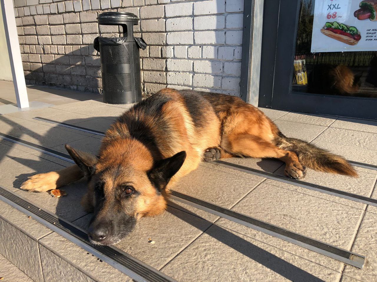 Історія Хатіко по-нікопольськи | Прихист Історія Хатіко по-нікопольськи | Прихист