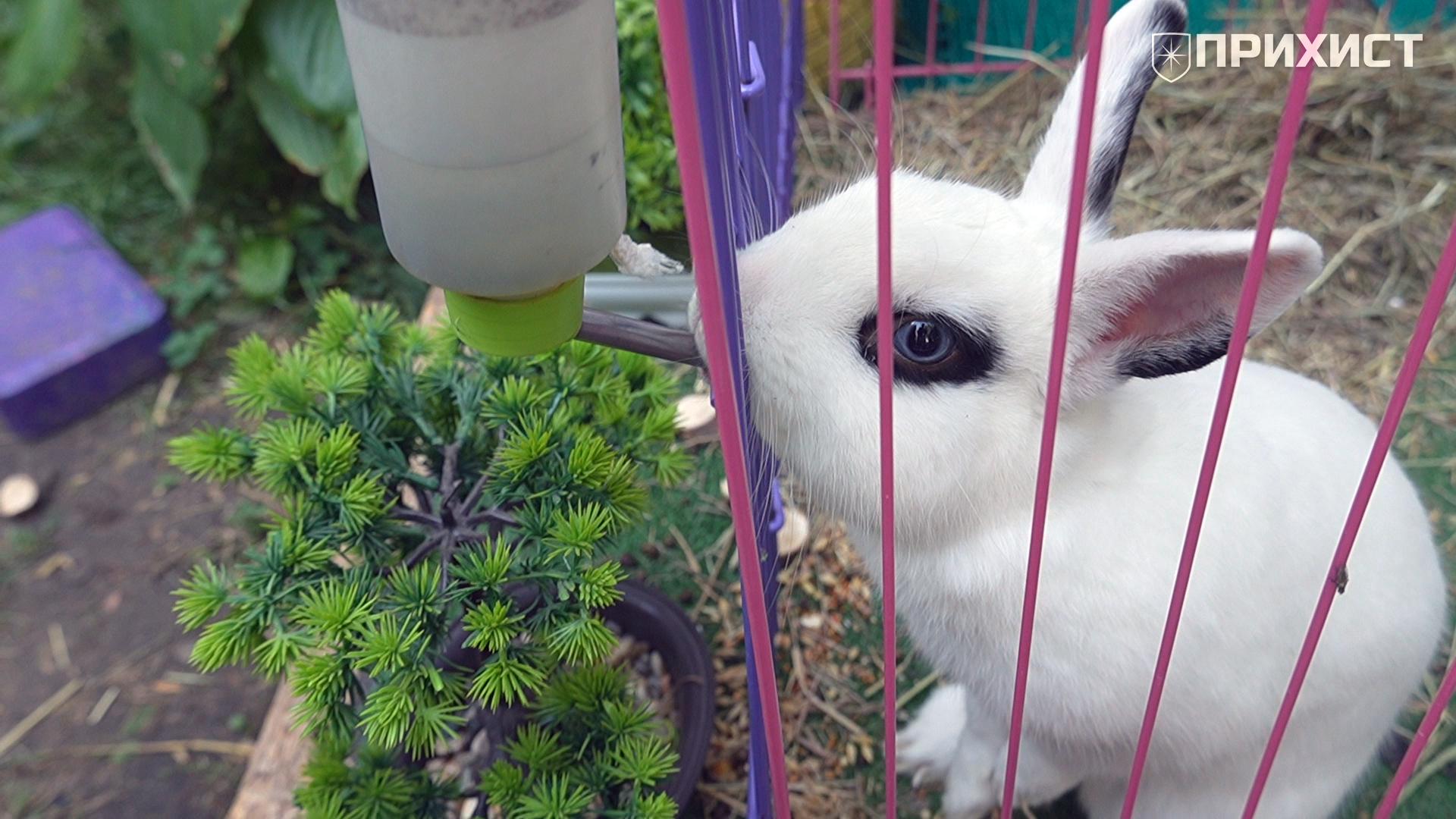 Image1094